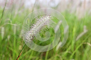 Korea ecological park