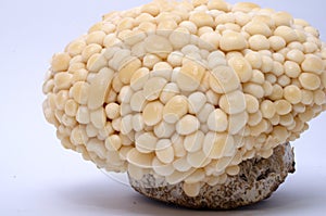 Korea Fresh white Enoki Mushroom