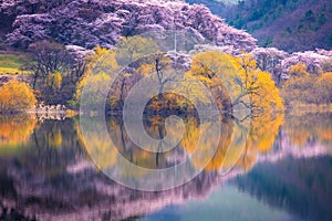 Korea in Spring and cherry blossom trees around Yongbi Lake in Seosan, South Korea