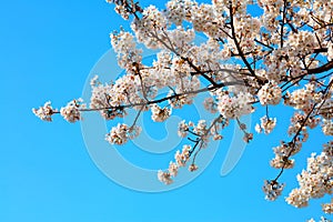Korea white cherry blossoms