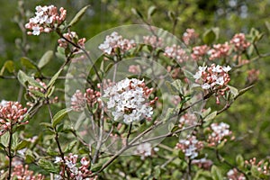 Korean Arrowwood Viburnum carlesii, flowering shrub