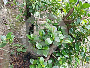 Korean banyan tree leaves