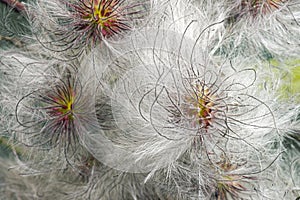 Korean clematis. Close up image of seedheads.