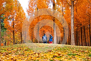 Korean couple walking in nami park in nami island