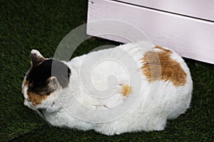 Korean domestic fat cats sleeping in plastic grass floor in Gamcheon Culture Village or Santorini of Pusan city at Busan, South