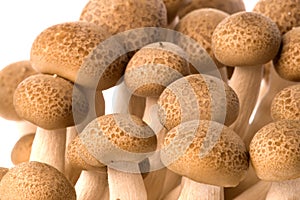 Korean Edible Mushrooms Macro