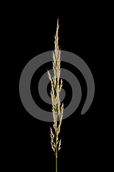 Korean Feather Reed Grass (Calamagrostis arundinacea). Contracted Panicle Closeup