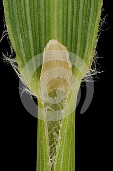 Korean Feather Reed Grass (Calamagrostis arundinacea). Leaf Sheath and Ligule Closeup