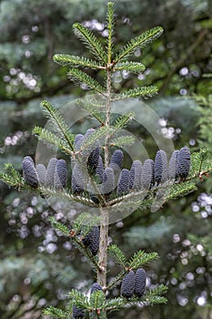 Korean fir Abies koreana, twee with cones