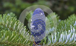 Korean fir cone close-up