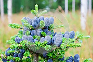 Korean fir tree Abies koreana blue cones