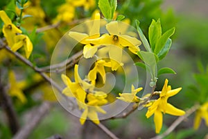 Korean Forsythia branch