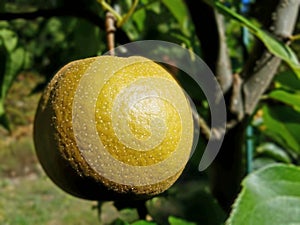 Korean Nashi pear