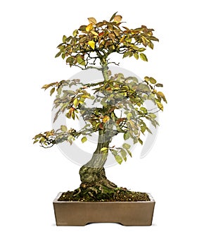 Korean Hornbeam bonsai tree, Carpinus turczaninowii, isolated