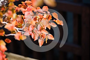 Korean Hornbeam leaves of  bonsai in Omiya bonsai village