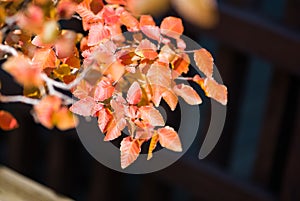 Korean Hornbeam leaves of  bonsai in Omiya bonsai village