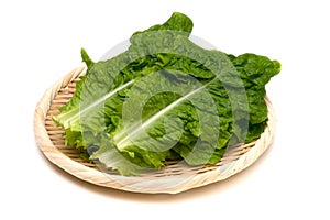 Korean Lettuce-Lactuca sativa