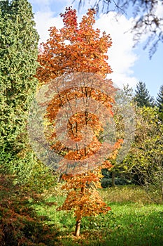 Korean maple, Acer pseudosieboldianum var pseudosieboldianum, autumn foliage