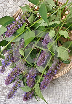 Korean Mint (Agastache rugosa).