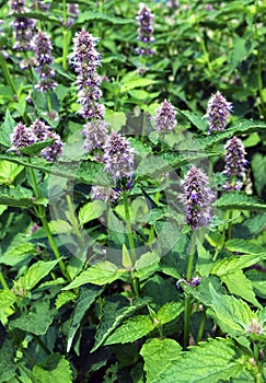 Korean mint, Agastache rugosa