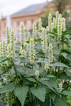 Korean mint Agastache rugosa Alabaster, white flower spikes in a garden