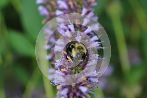 Korean Mint Agastache rugosa flower blossom