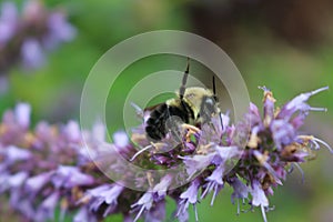 Korean Mint Agastache rugosa flower blossom