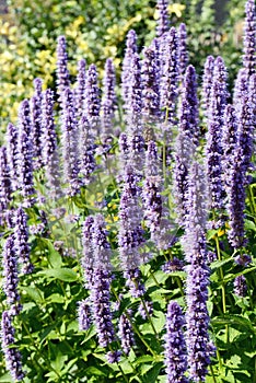 Korean Mint (Agastache rugosa) flower blossom