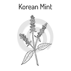 Korean mint Agastache rugosa , medicinal plant