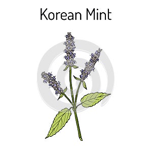 Korean mint Agastache rugosa , medicinal plant