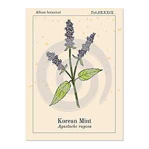 Korean mint Agastache rugosa , medicinal plant