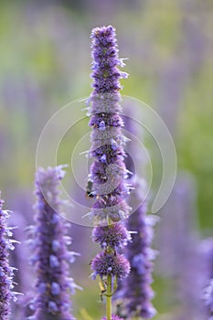 Korean mint Agastache rugosa, purple flower spikes with bumblebee