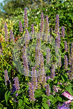 Korean mint in garden Agastache rugosa