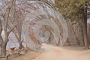 Korean nami Island winter dry forest