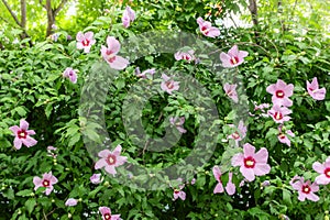 Korean national flower in the name Rose of Sharon or Mugunghwa flower