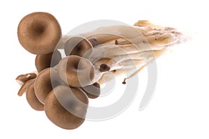 Korean oyster mushrooms