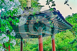 Korean Pagoda Apple Blossoms Van Dusen Garden Vancouver Canada photo