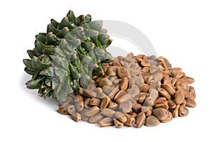Korean pine cone and nuts