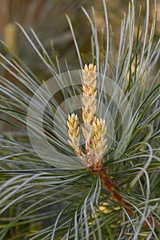 Korean pine Pinus koraiensis Silveray, silver-blue needles