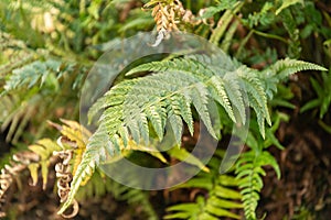 Korean rock fern or Polystichum Tsus-simense plant in Saint Gallen in Switzerland