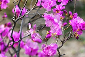 Korean rosebay or azalea