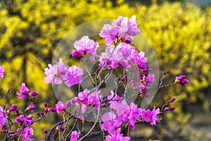 Korean rosebay or azalea