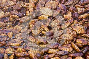 Korean Silkworm - beondaegi