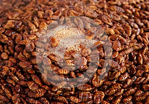 Korean silkworm pupus