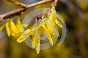 Korean spring flowers. Yellow blooming Forsythia flowers in spring close up. border forsythia is an ornamental deciduous shrub of