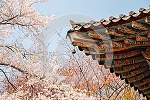 Korean traditional eaves with cherry blossoms at Gaesimsa Temple in Seosan, Korea