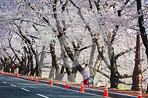 Korean woman pushes a bicycle on the side of the road and a blooming cherry tree in Gyeongju, South Korea