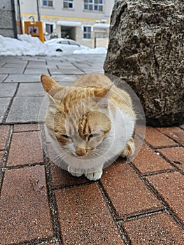 Korean yellow and white stray cat