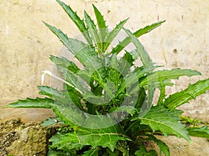Korejat plant for eye health.
