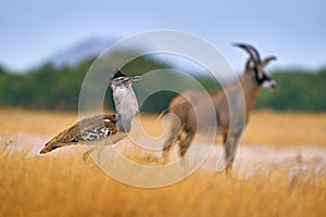 Kori with antelope in the background. Kori bustard, Ardeotis kori, largest flying bird native to Africa. Bird in the grass,